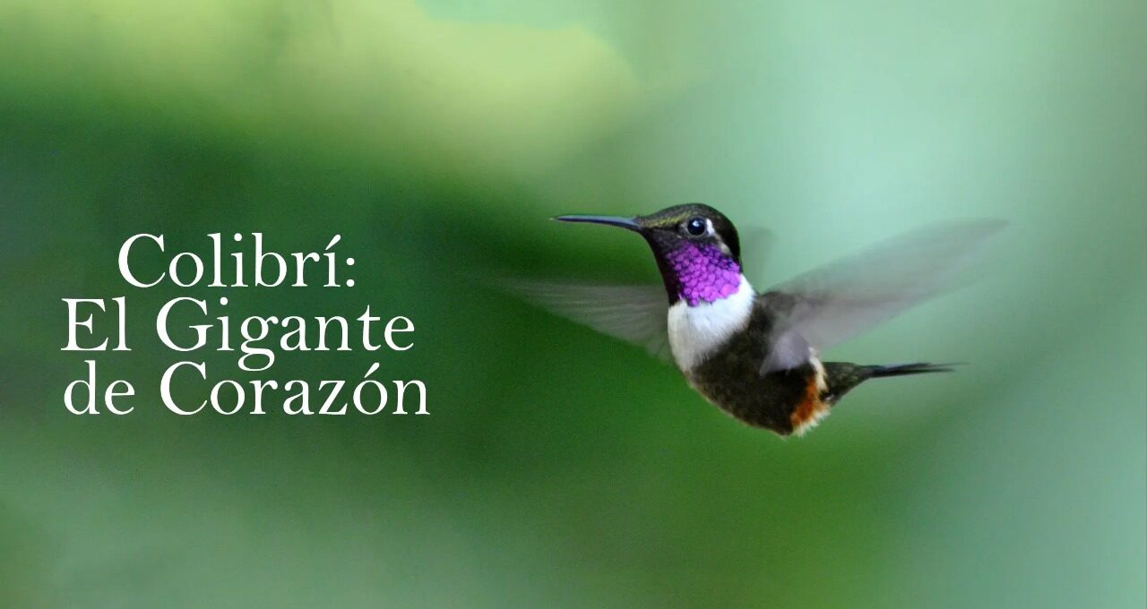 Un colibri volando en la naturaleza