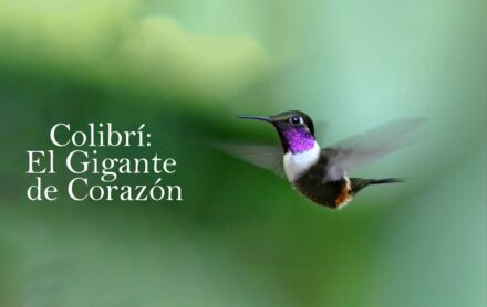 Colibrí: El Gigante de Corazón