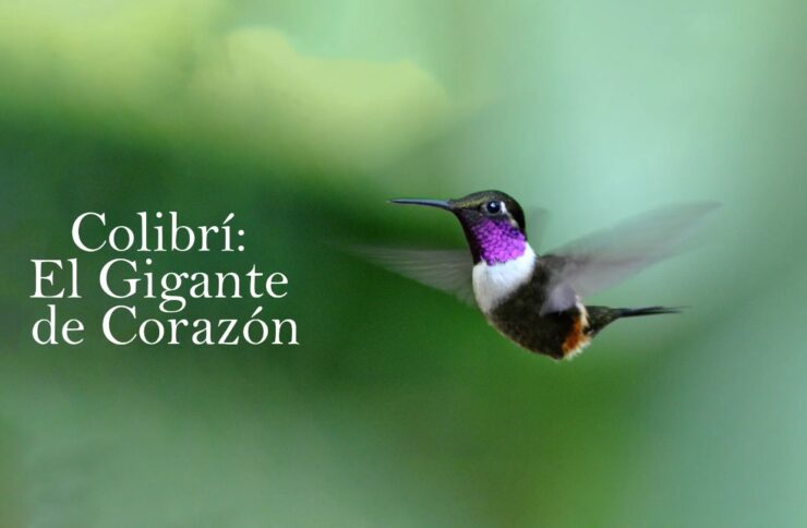 Colibrí: El Gigante de Corazón