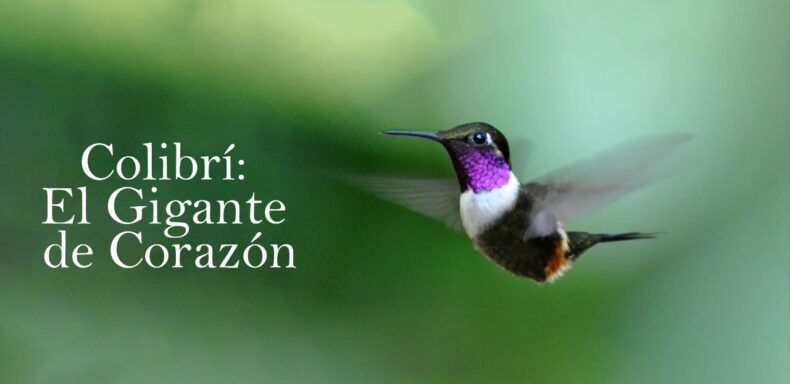 Un colibri volando en la naturaleza